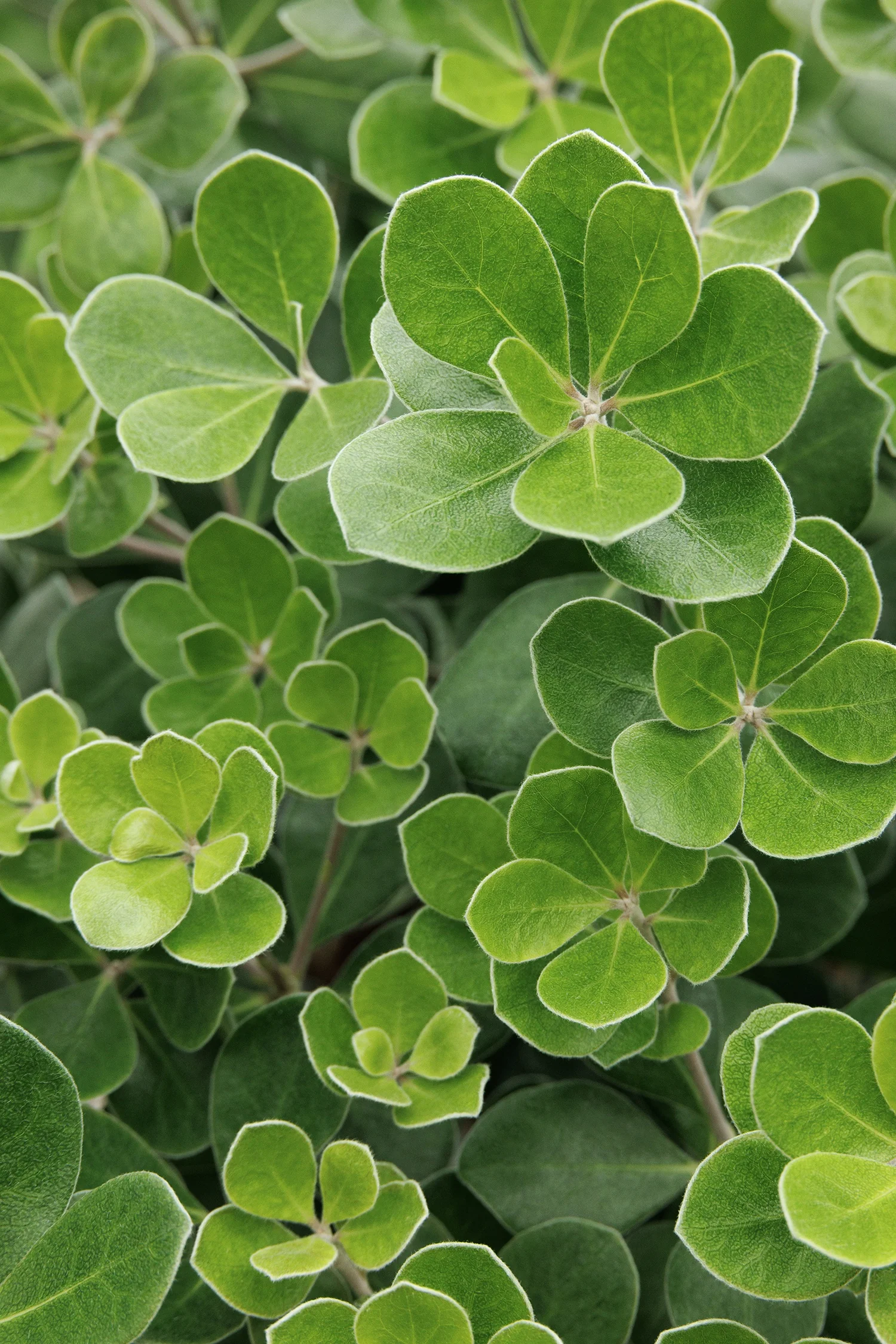 Pot Belly Pittosporum 3 Pot Belly Pittosporum