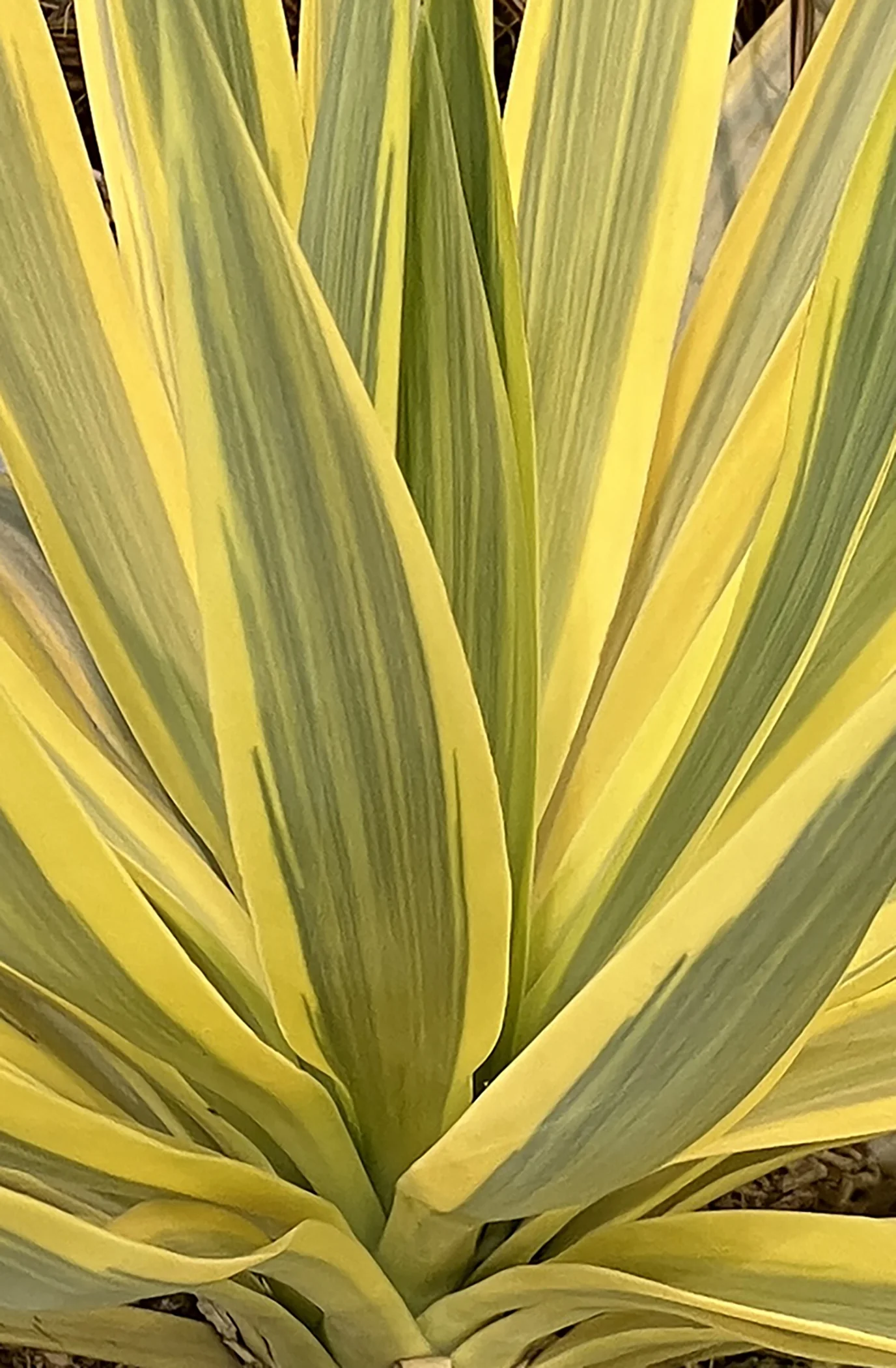 Citrus Twist Yucca 3 Citrus Twist Yucca