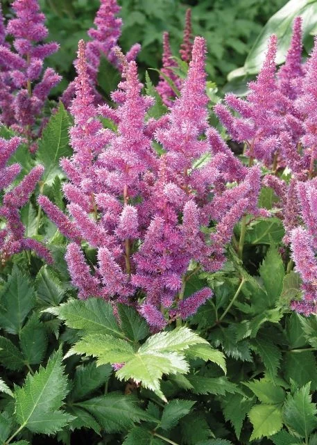 Visions Astilbe