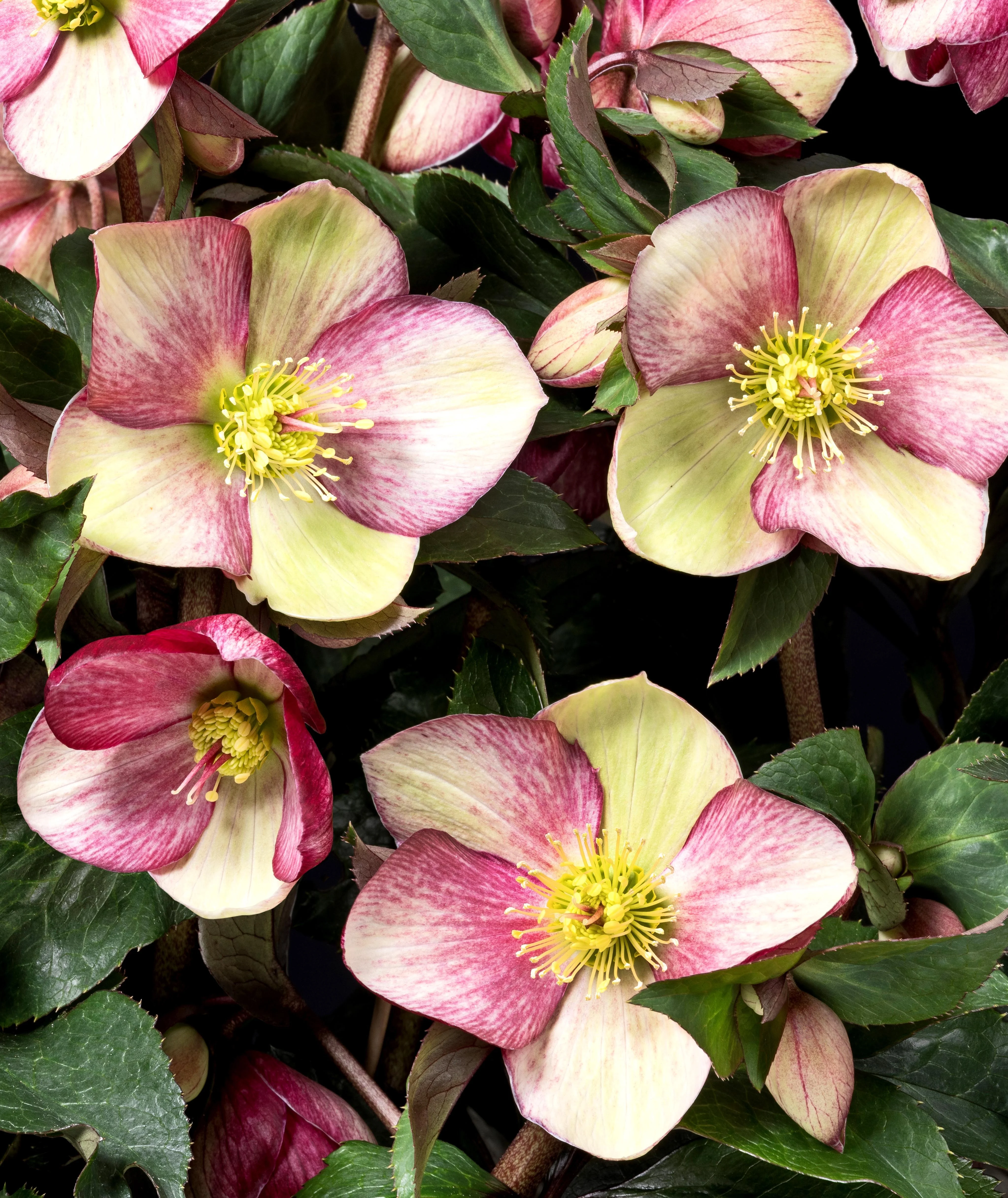 Ice N' Roses® Dark Picotee Hellebore 5 Ice N' Roses® Dark Picotee Hellebore