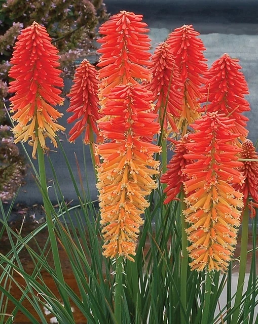 Poco™ Sunset Dwarf Red Hot Poker 1 Poco™ Sunset Dwarf Red Hot Poker