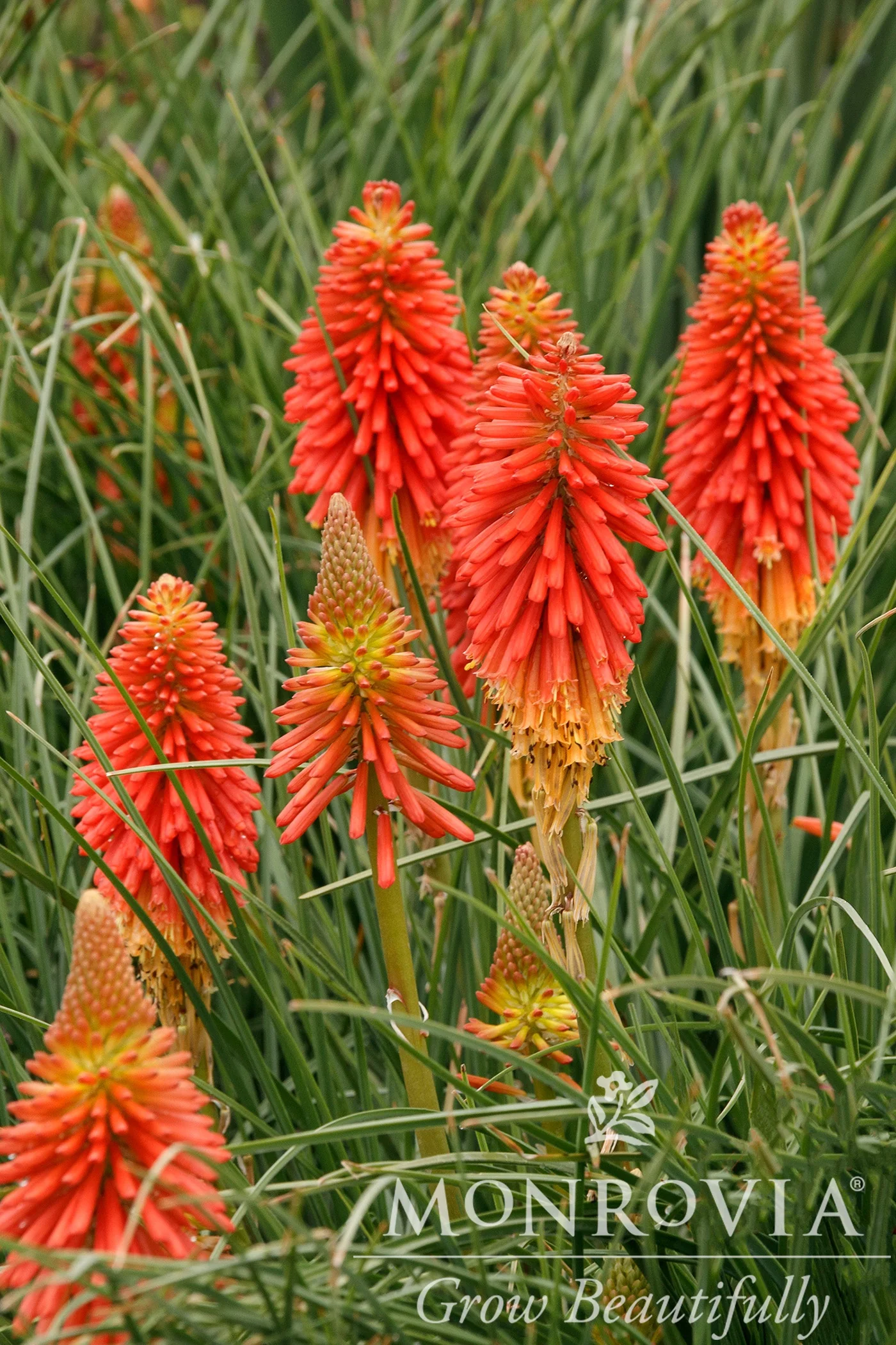 Poco™ Sunset Dwarf Red Hot Poker 2 Poco™ Sunset Dwarf Red Hot Poker