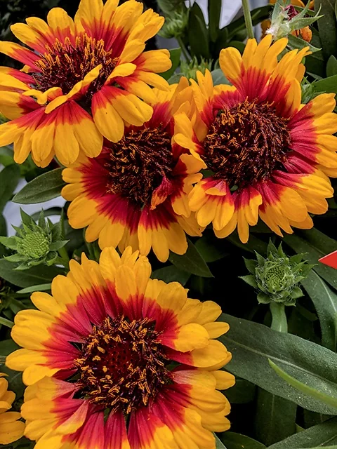 Spintop® Red Starburst Blanket Flower