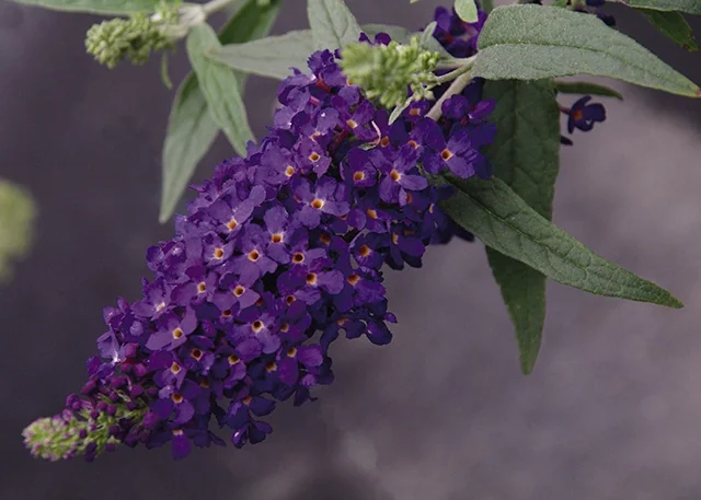 Buzz™ Midnight Butterfly Bush