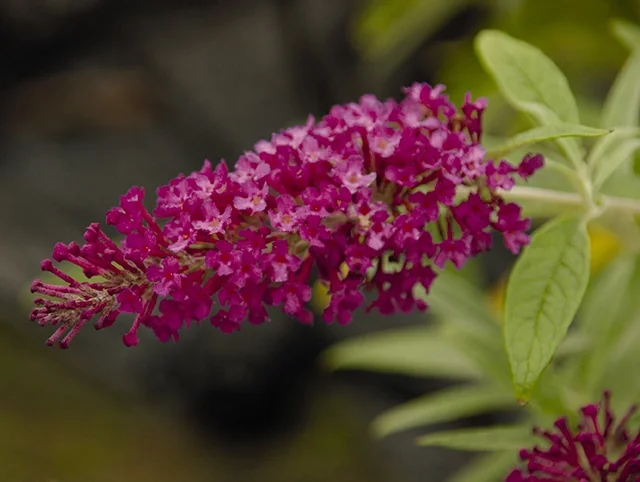 Buzz™ Hot Raspberry Butterfly Bush