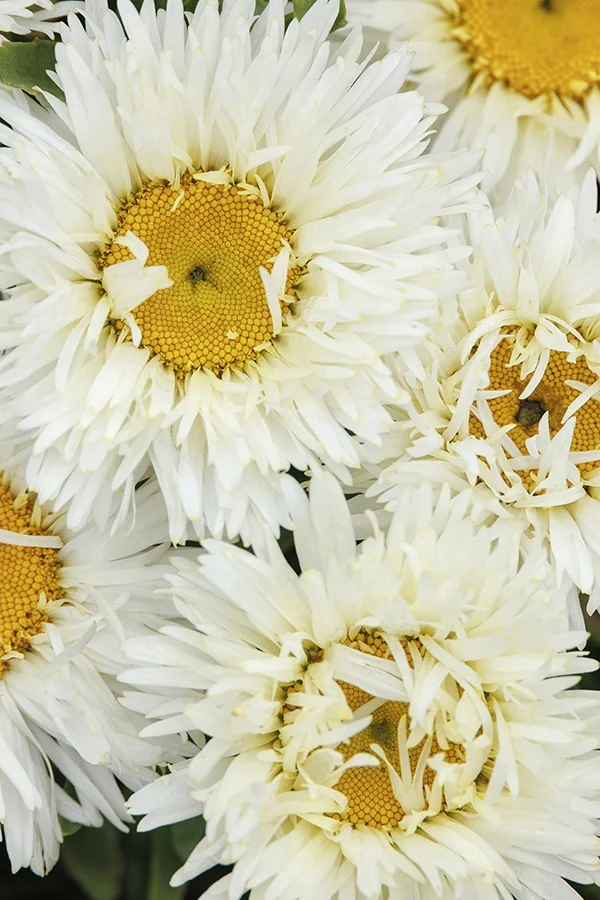 Coconut Shasta Daisy 9 Coconut Shasta Daisy