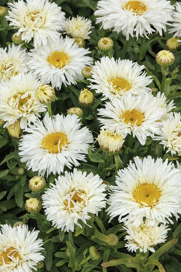 Coconut Shasta Daisy 2 Coconut Shasta Daisy
