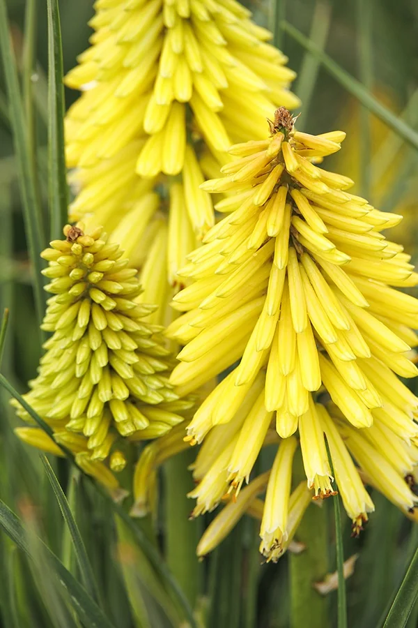 Poco™ Yellow Hot Poker 5 Poco™ Yellow Hot Poker