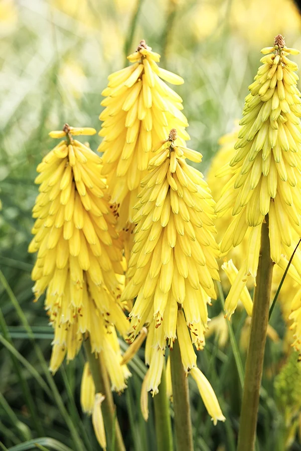 Poco™ Yellow Hot Poker 2 Poco™ Yellow Hot Poker