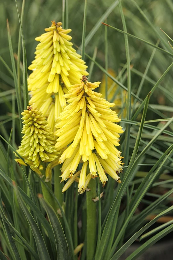 Poco™ Yellow Hot Poker 3 Poco™ Yellow Hot Poker