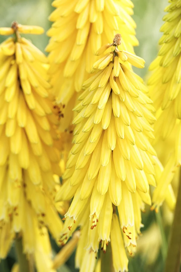 Poco™ Yellow Hot Poker 4 Poco™ Yellow Hot Poker