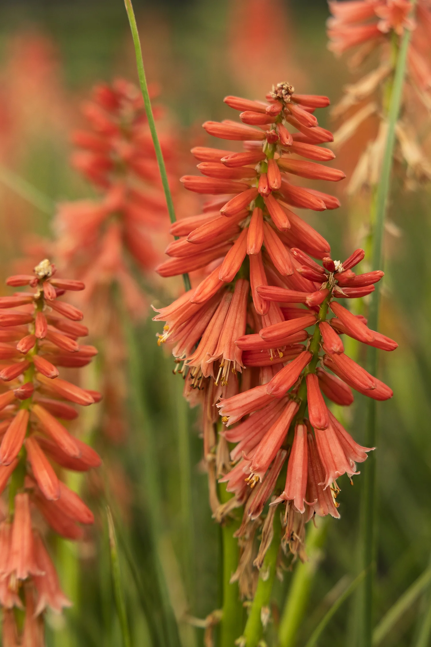 Poco™ Red Hot Poker 5 Poco™ Red Hot Poker