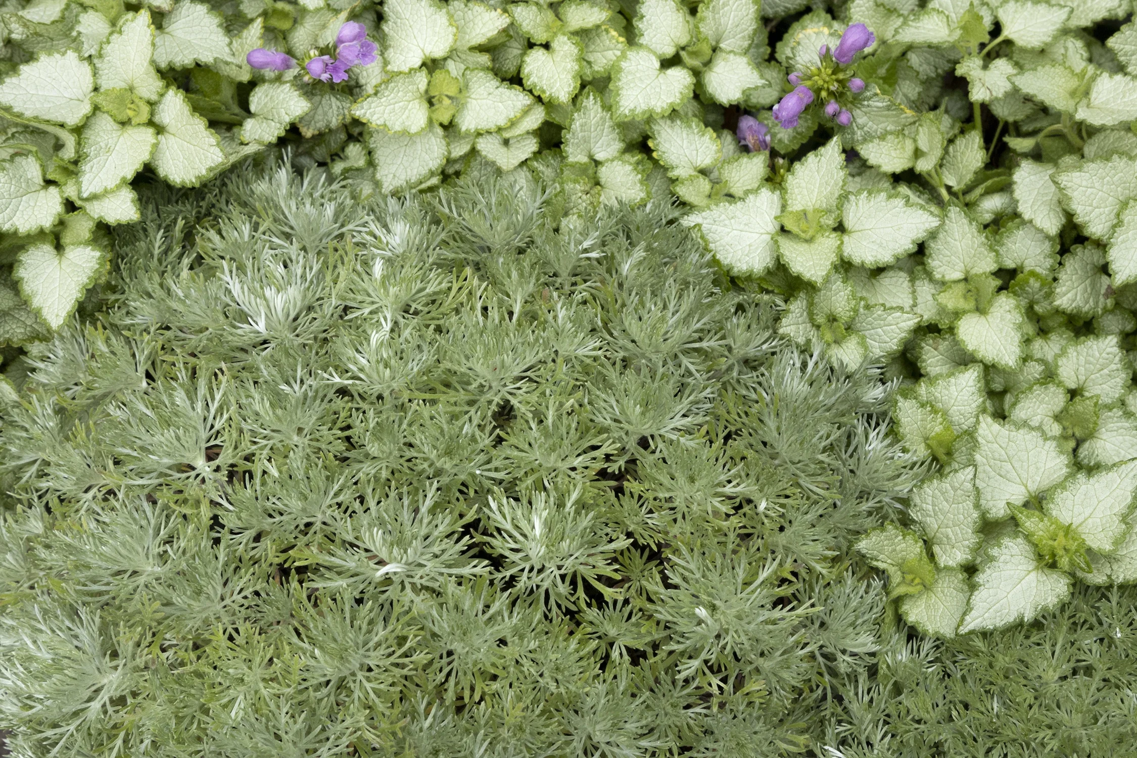 Silver Mound Artemisia 14 Silver Mound Artemisia