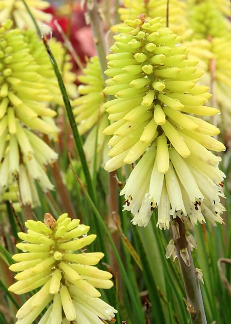 Poco™ Citron Hot Poker 1 Poco™ Citron Hot Poker