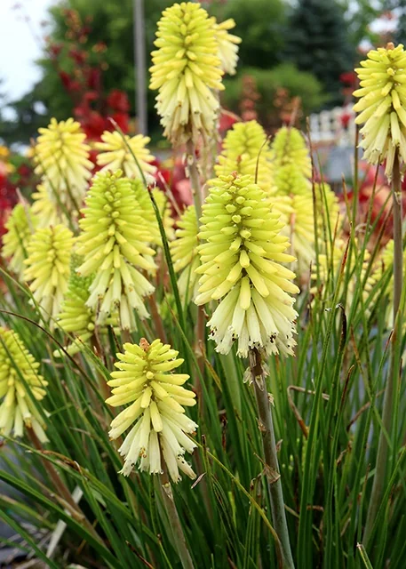 Poco™ Citron Hot Poker 2 Poco™ Citron Hot Poker