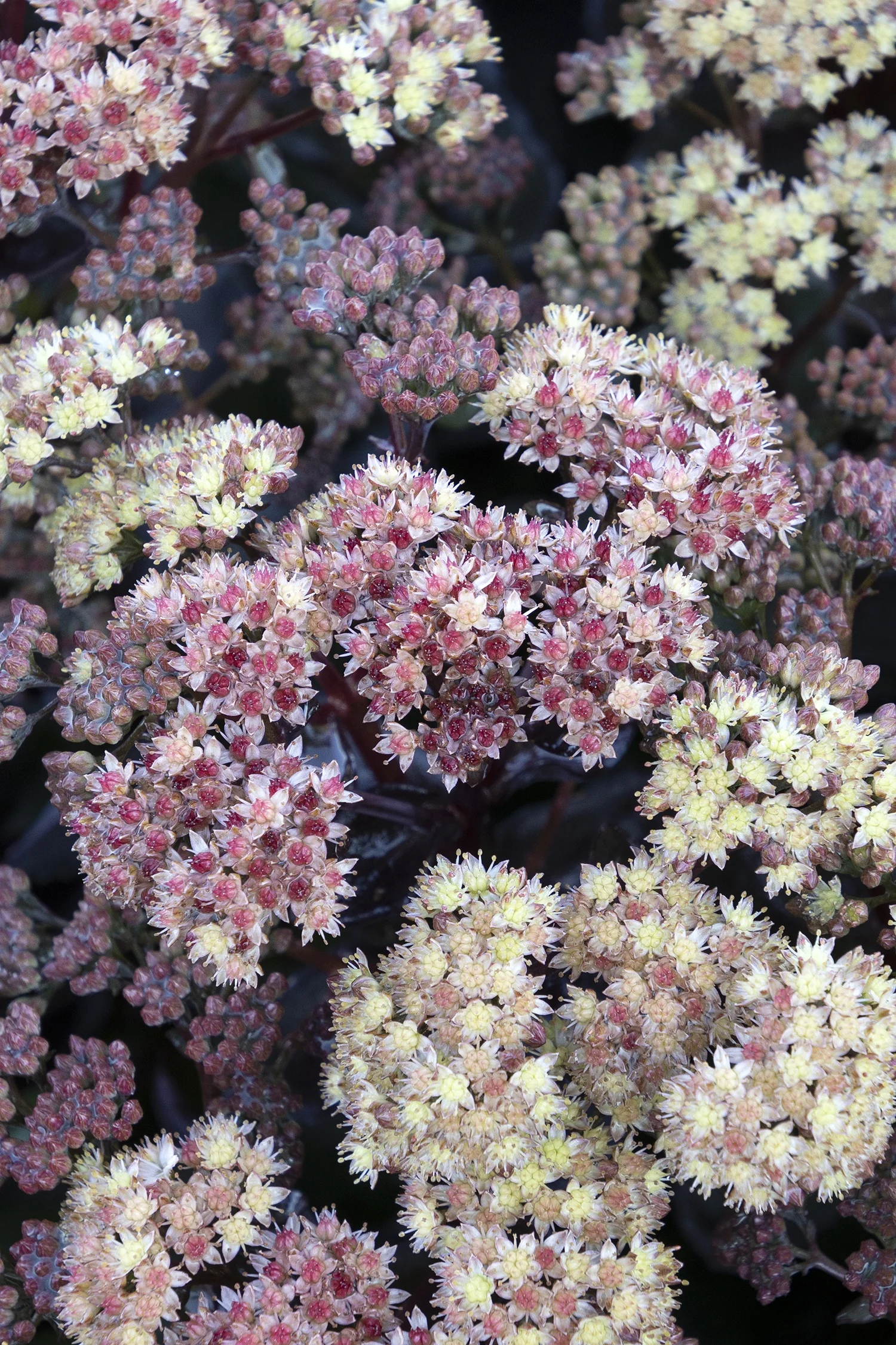 Conga Line Sedum 1 Conga Line Sedum