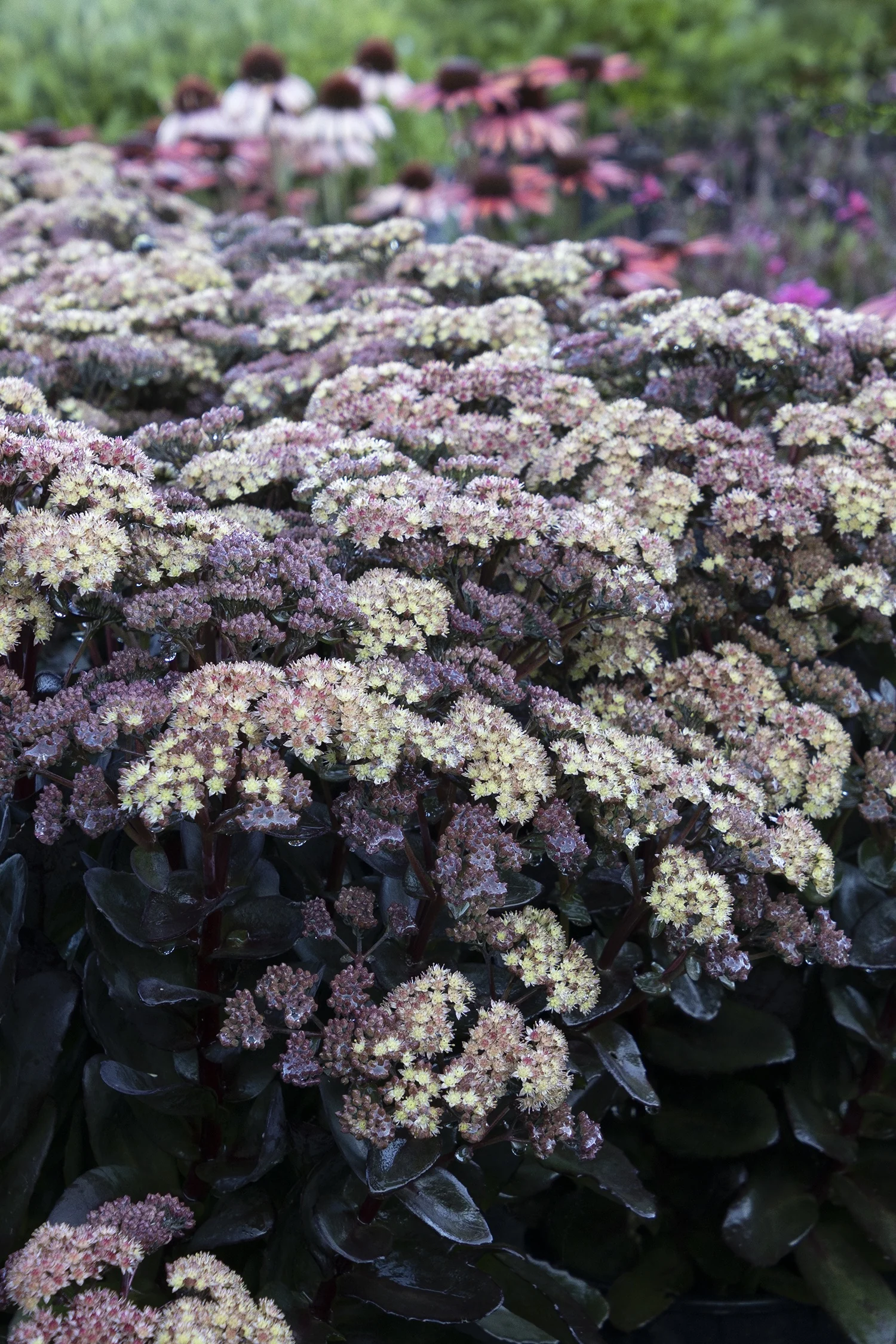 Conga Line Sedum 2 Conga Line Sedum