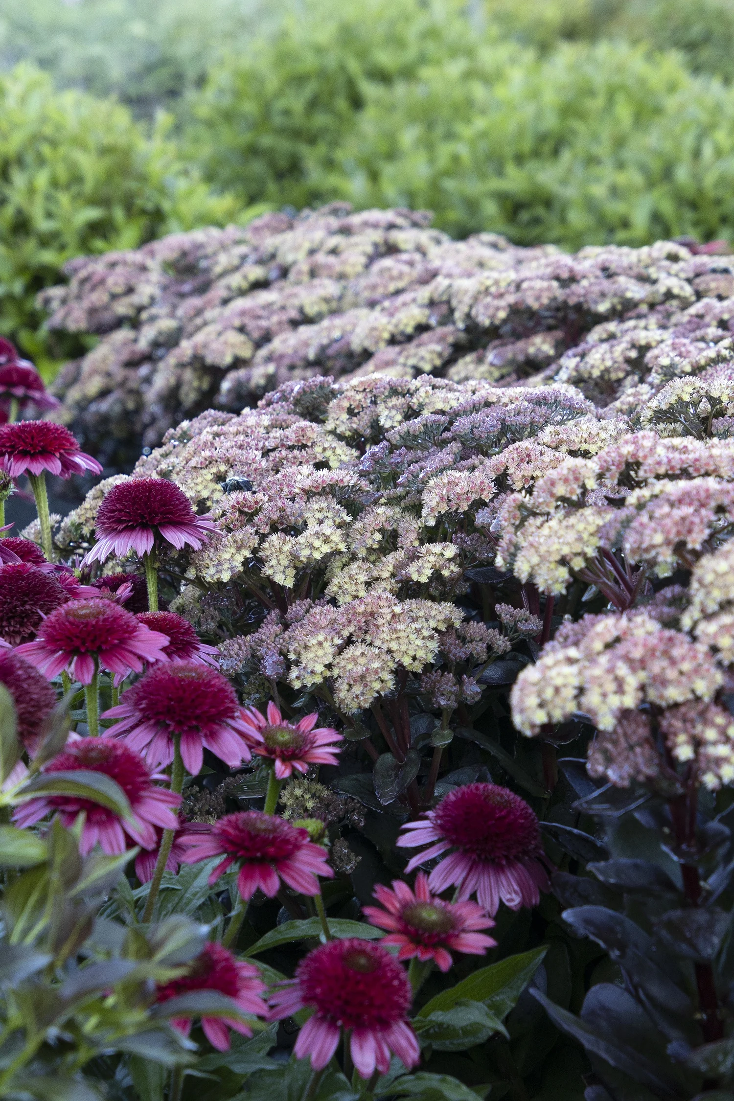 Conga Line Sedum 3 Conga Line Sedum