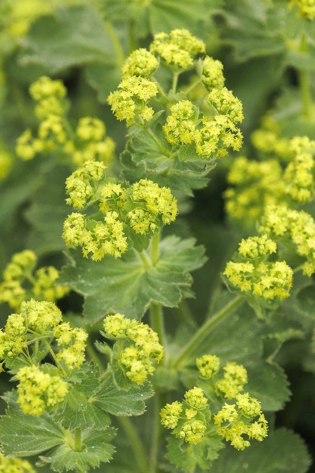 Auslese Lady's Mantle 4 Auslese Lady's Mantle