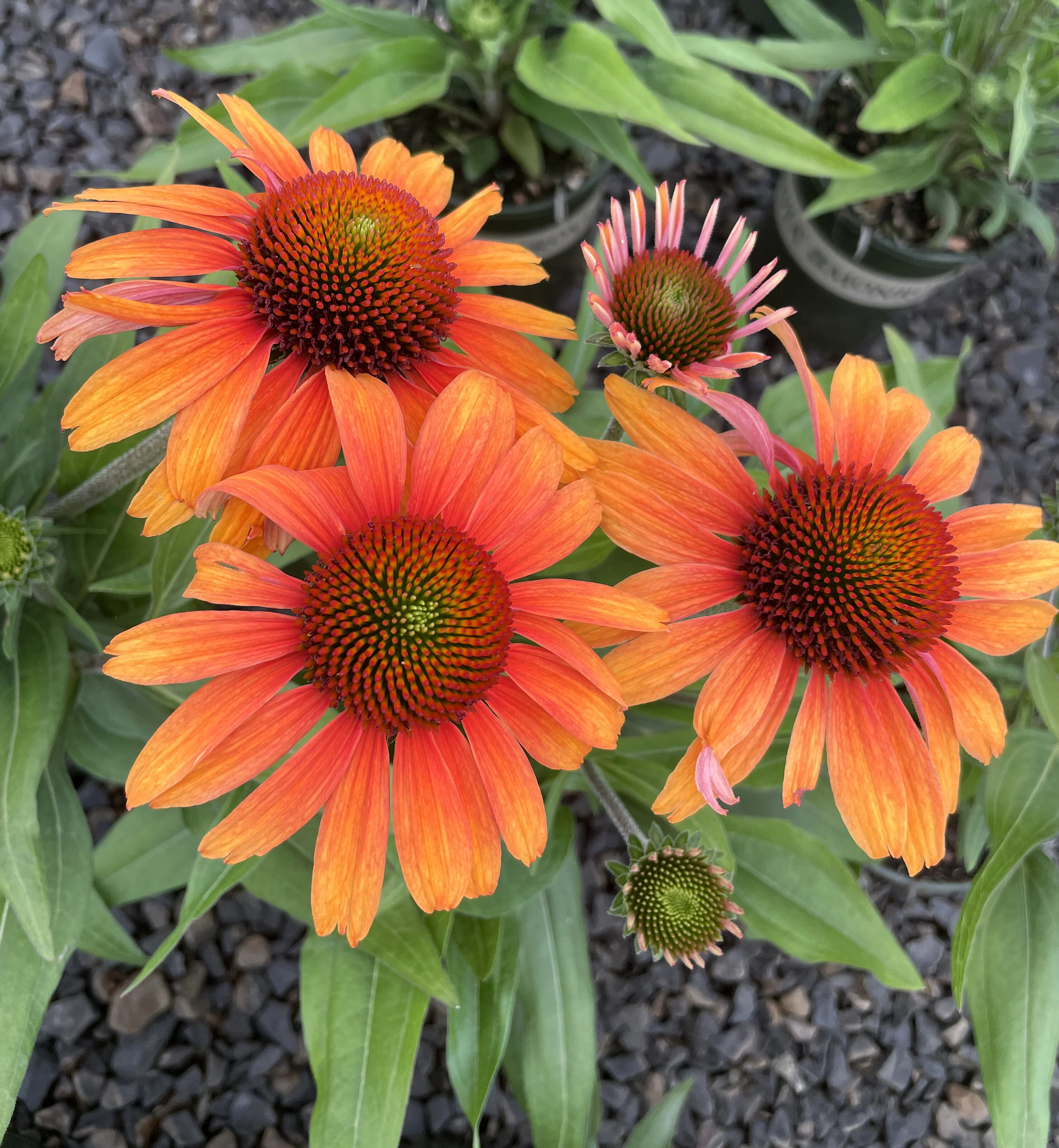 Prima™ Tiger Coneflower 1 Prima™ Tiger Coneflower
