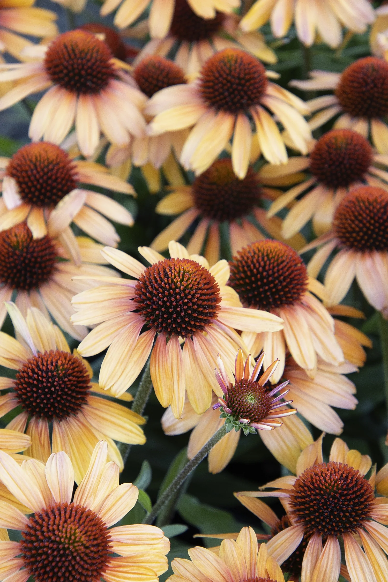 Prima™ Tiger Coneflower 2 Prima™ Tiger Coneflower