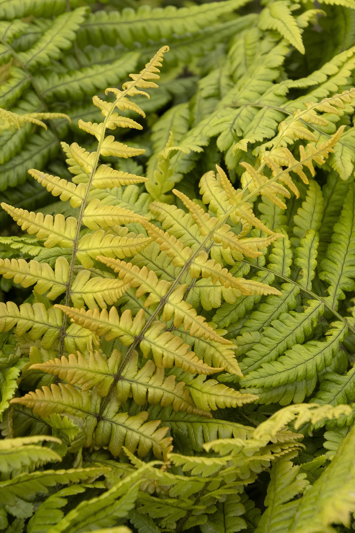 Jurassic Gold Wood Fern