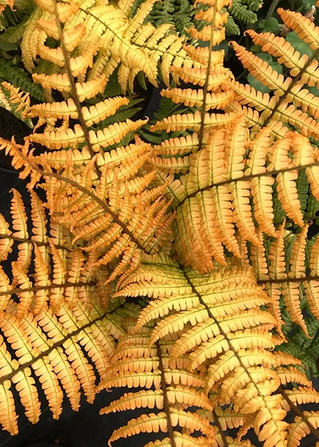 Jurassic Gold Wood Fern 2 Jurassic Gold Wood Fern
