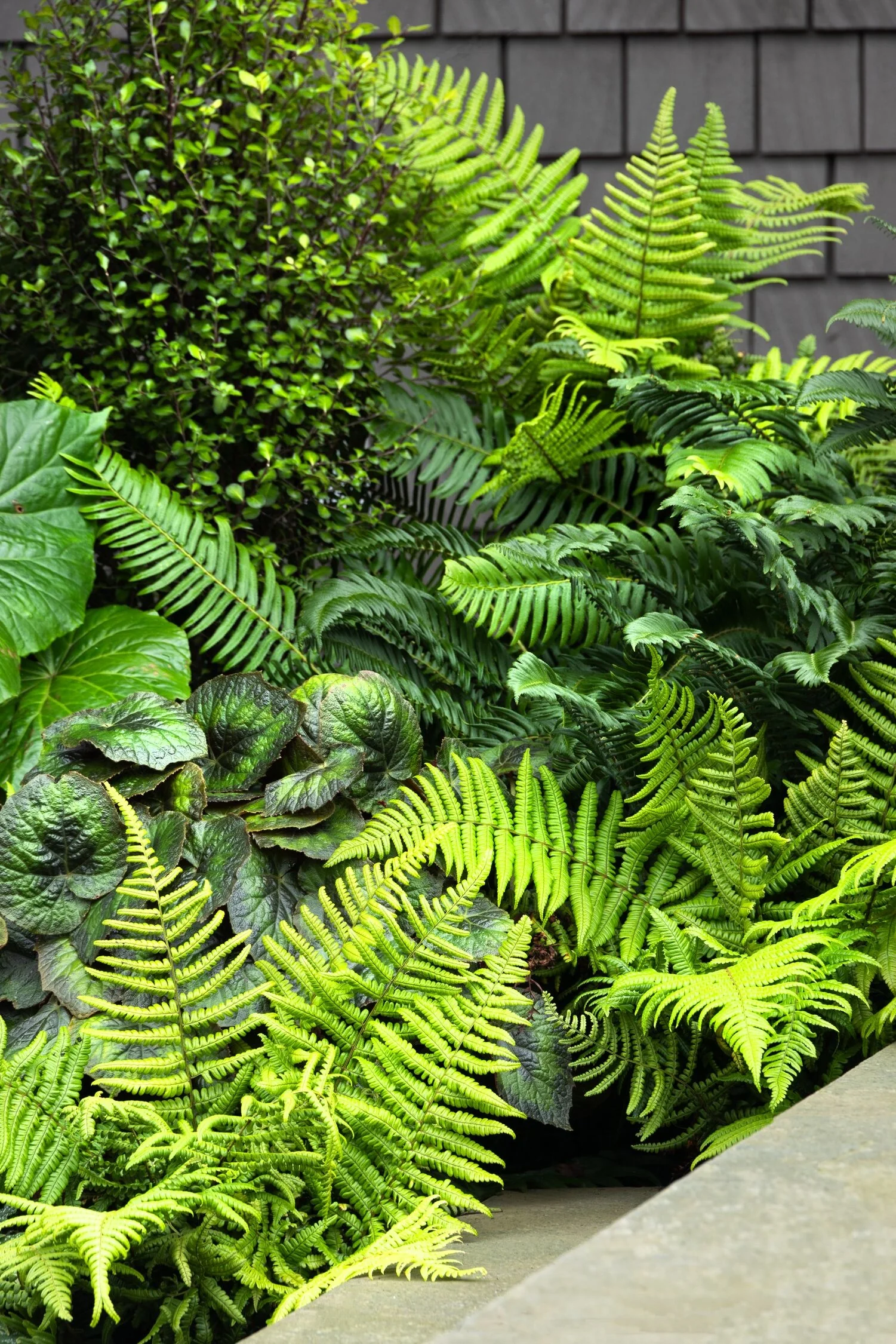 Jurassic Gold Wood Fern 3 Jurassic Gold Wood Fern
