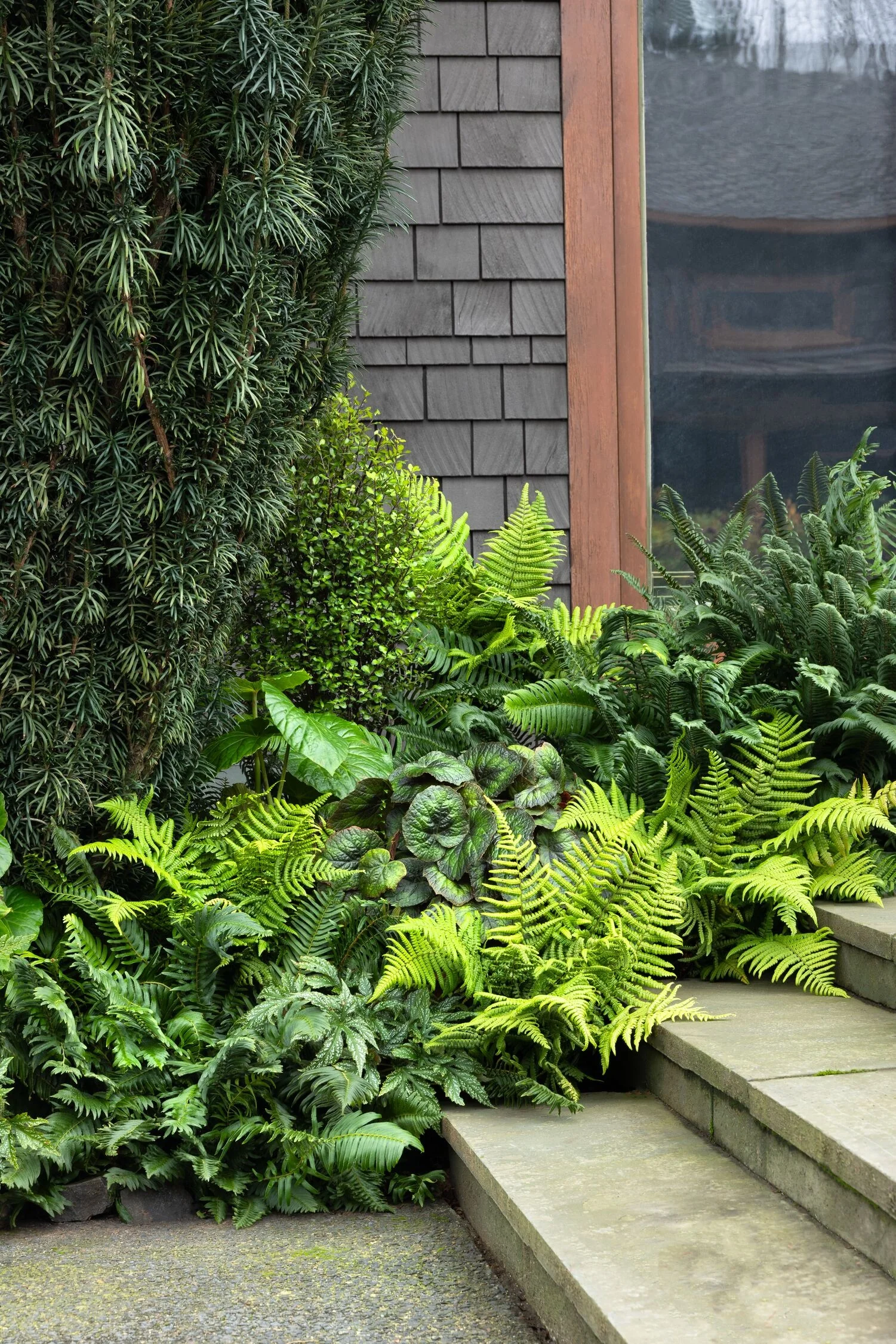 Jurassic Gold Wood Fern 4 Jurassic Gold Wood Fern
