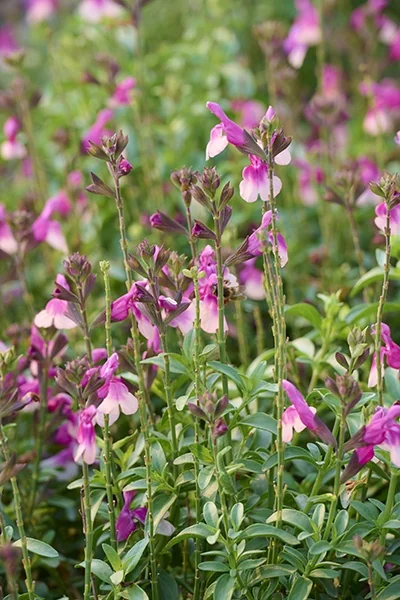 Mirage™ Rose Bicolor Autumn Sage 1 Mirage™ Rose Bicolor Autumn Sage