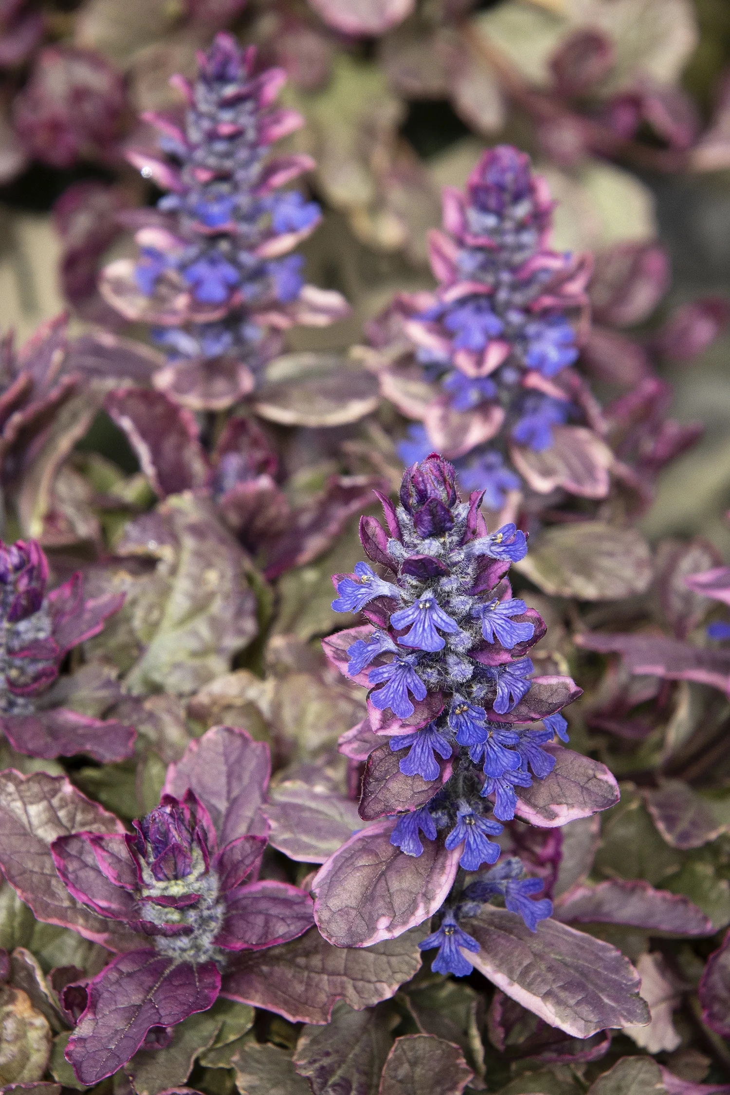 Burgundy Glow Ajuga
