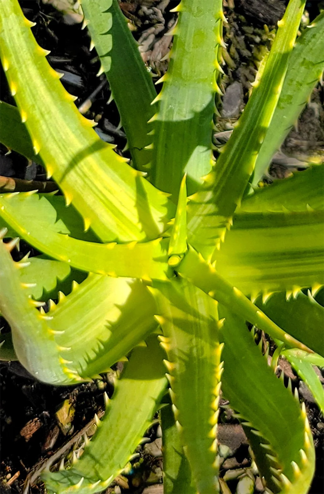 Solar Flare Aloe 1 Solar Flare Aloe
