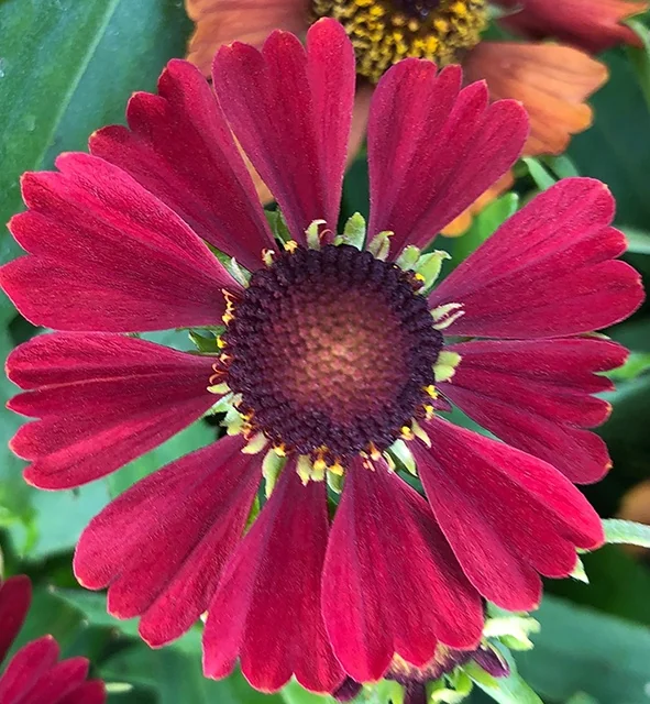 Hayday™ Red Helenium 1 Hayday™ Red Helenium