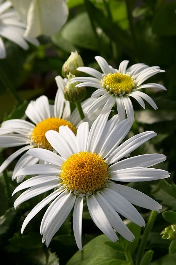 Carpet Angel® Shasta Daisy