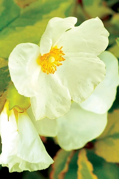 Mickie Rock Rose 1 Mickie Rock Rose