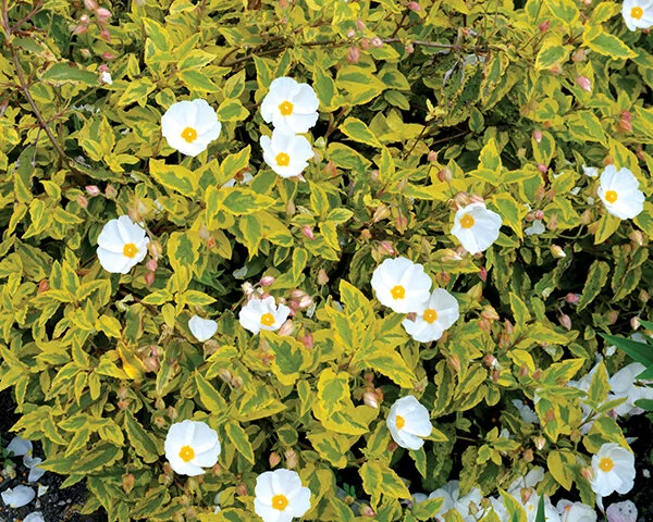 Mickie Rock Rose 2 Mickie Rock Rose