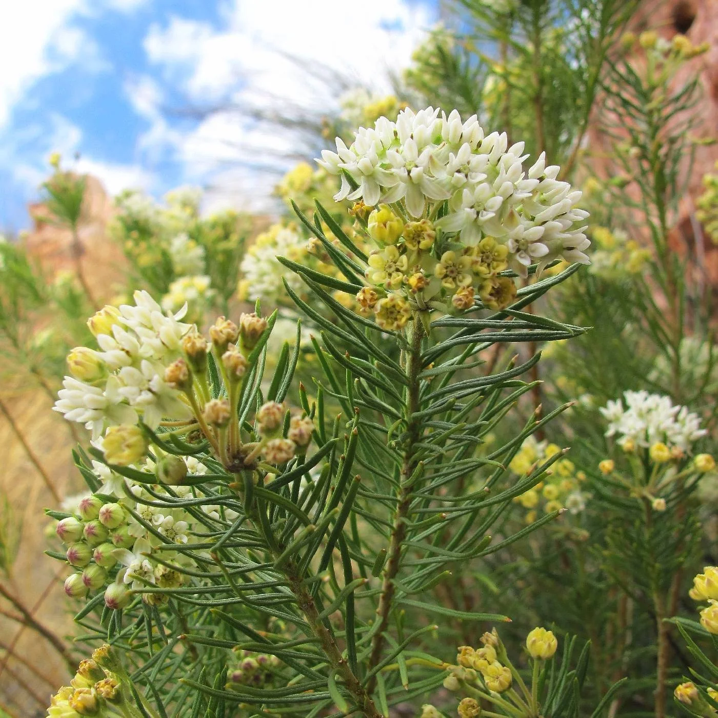 Monarch Magnet Pineleaf Milkweed