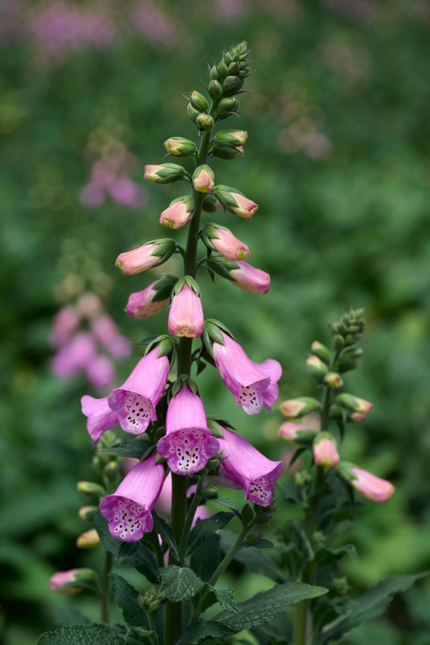 Pink Panther Foxglove