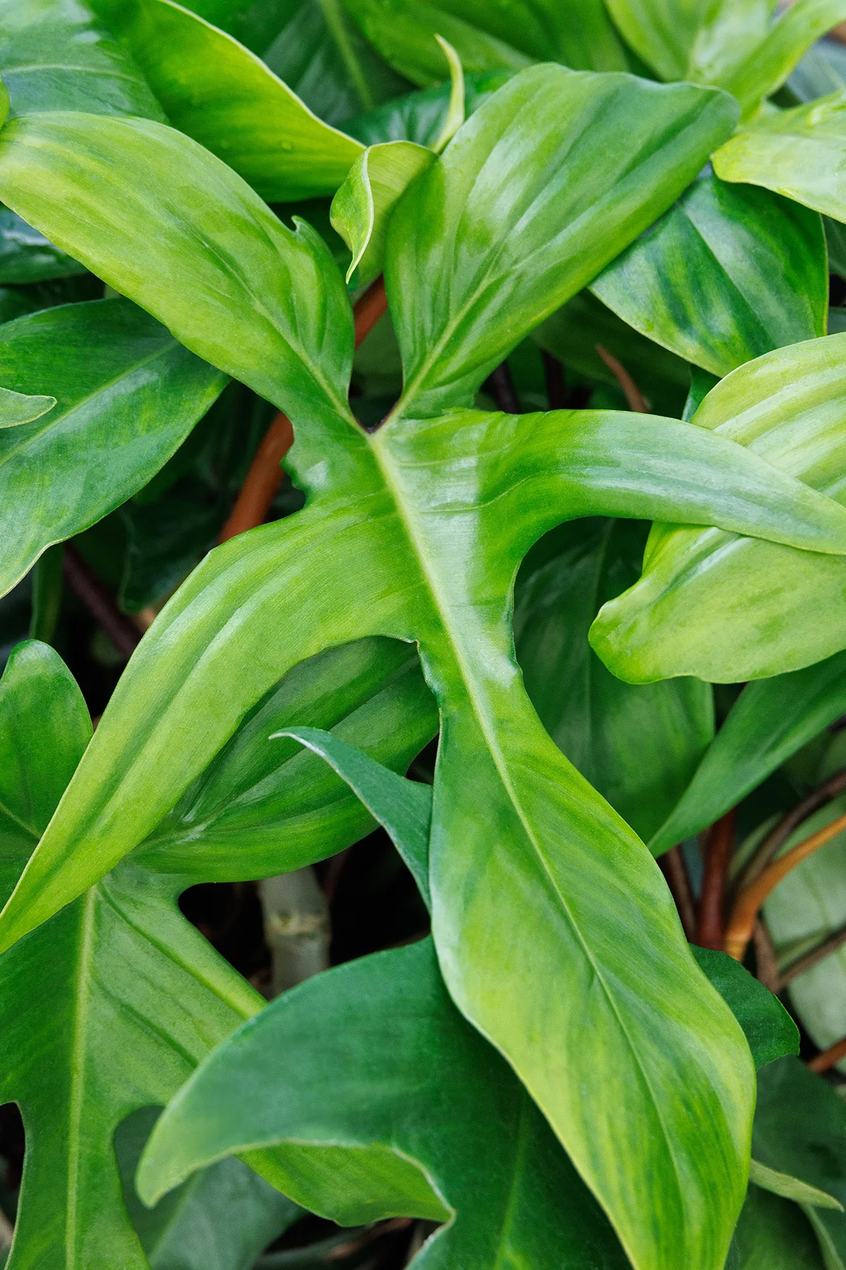 Florida Philodendron 7 Florida Philodendron