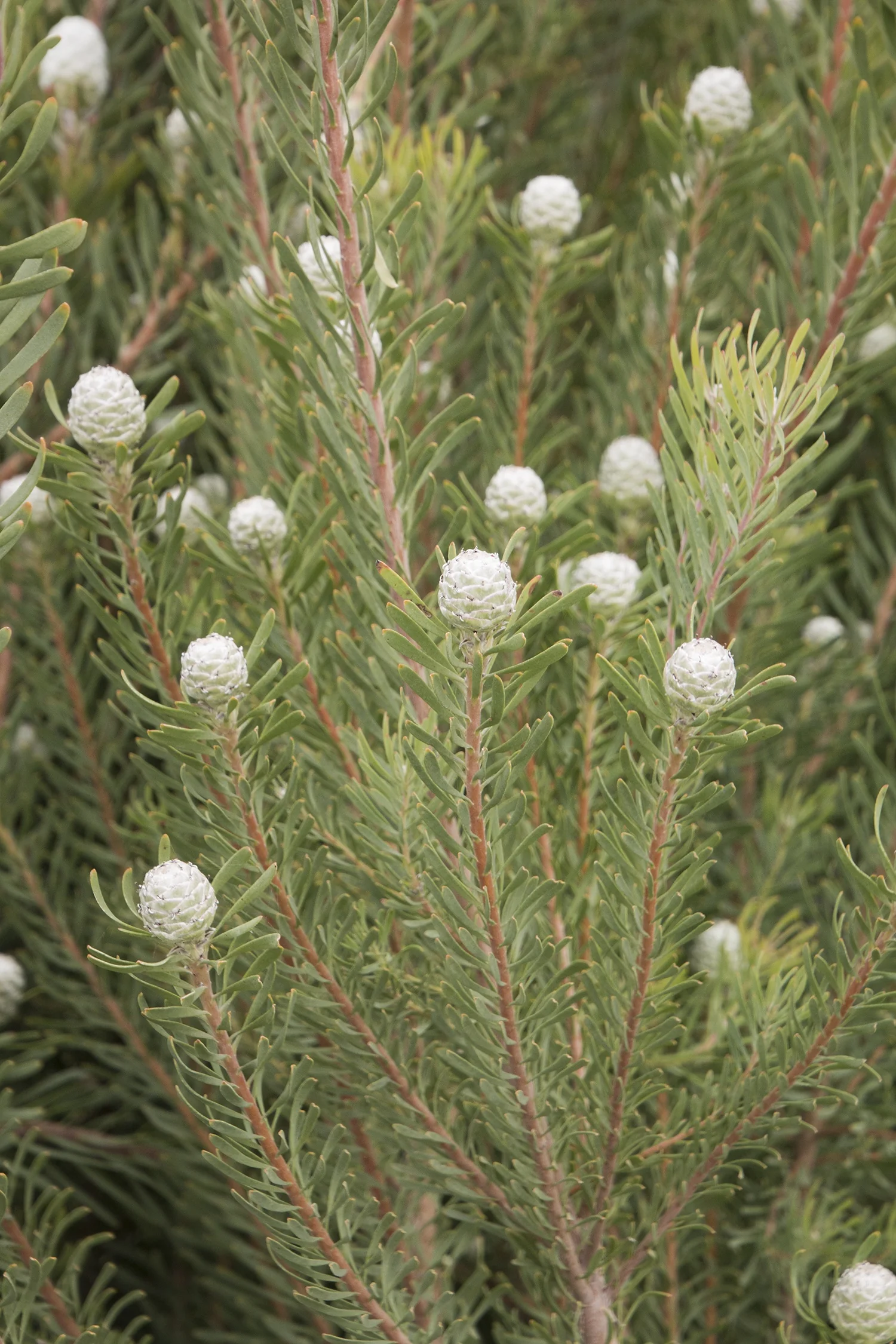 Silver Cone Galpin's Conebush 2 Silver Cone Galpin's Conebush