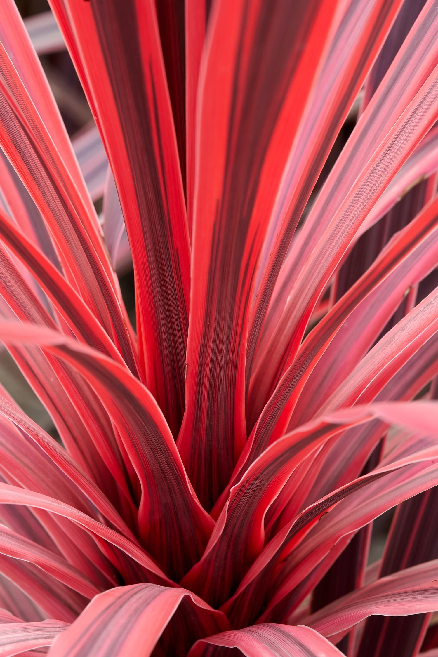 Charlie Boy Cordyline