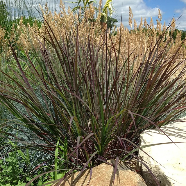 Blackhawks Big Bluestem 7 Blackhawks Big Bluestem