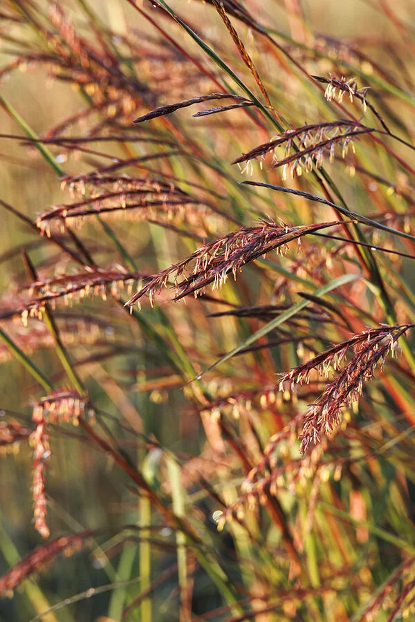 Blackhawks Big Bluestem 2 Blackhawks Big Bluestem
