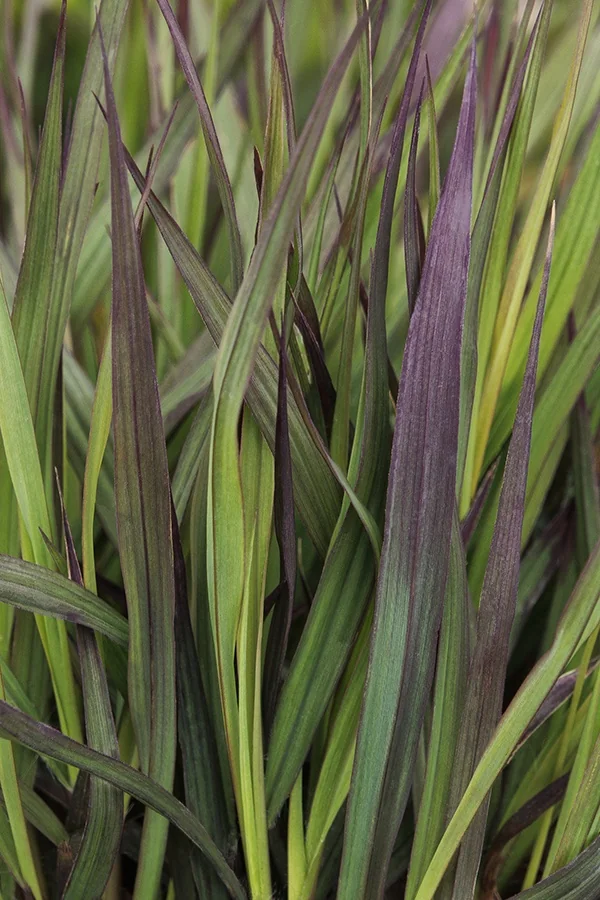 Blackhawks Big Bluestem 3 Blackhawks Big Bluestem