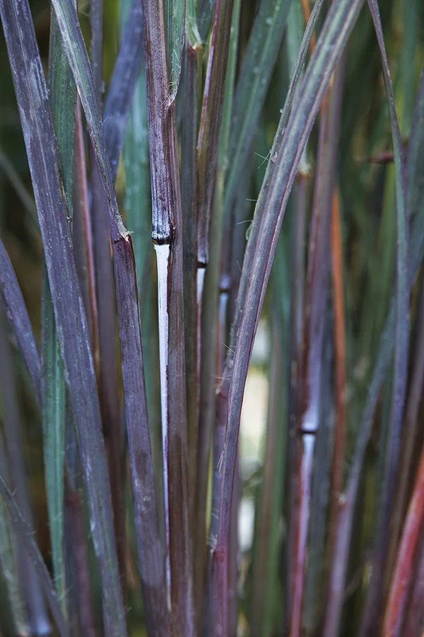 Blackhawks Big Bluestem 4 Blackhawks Big Bluestem