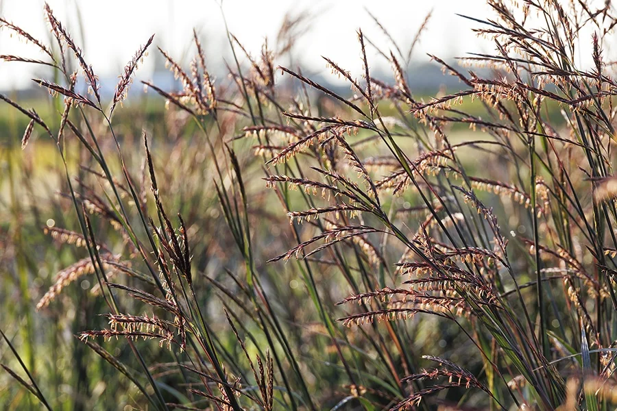 Blackhawks Big Bluestem 5 Blackhawks Big Bluestem