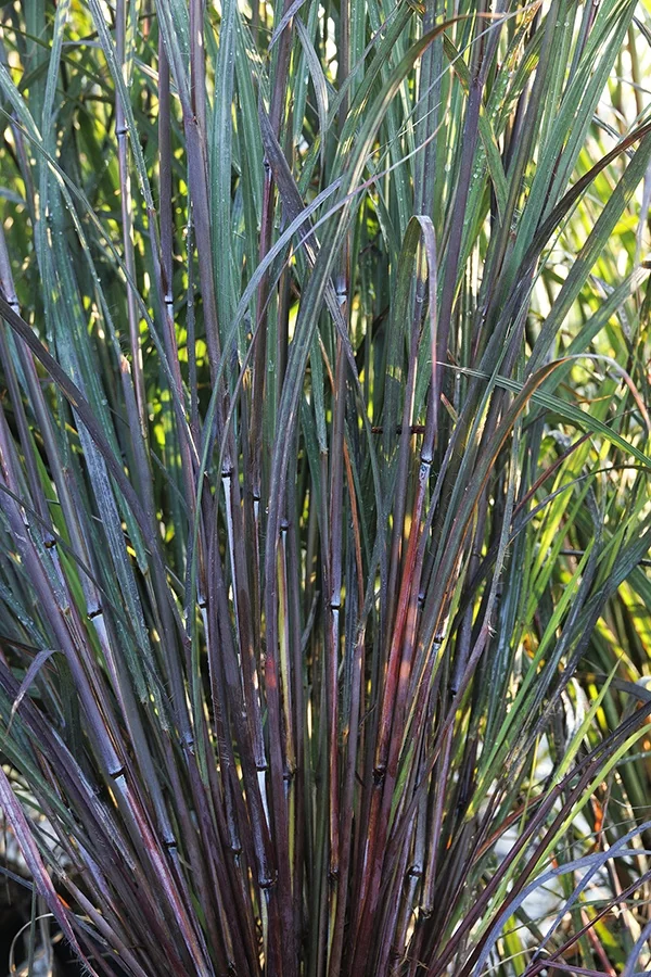 Blackhawks Big Bluestem 6 Blackhawks Big Bluestem