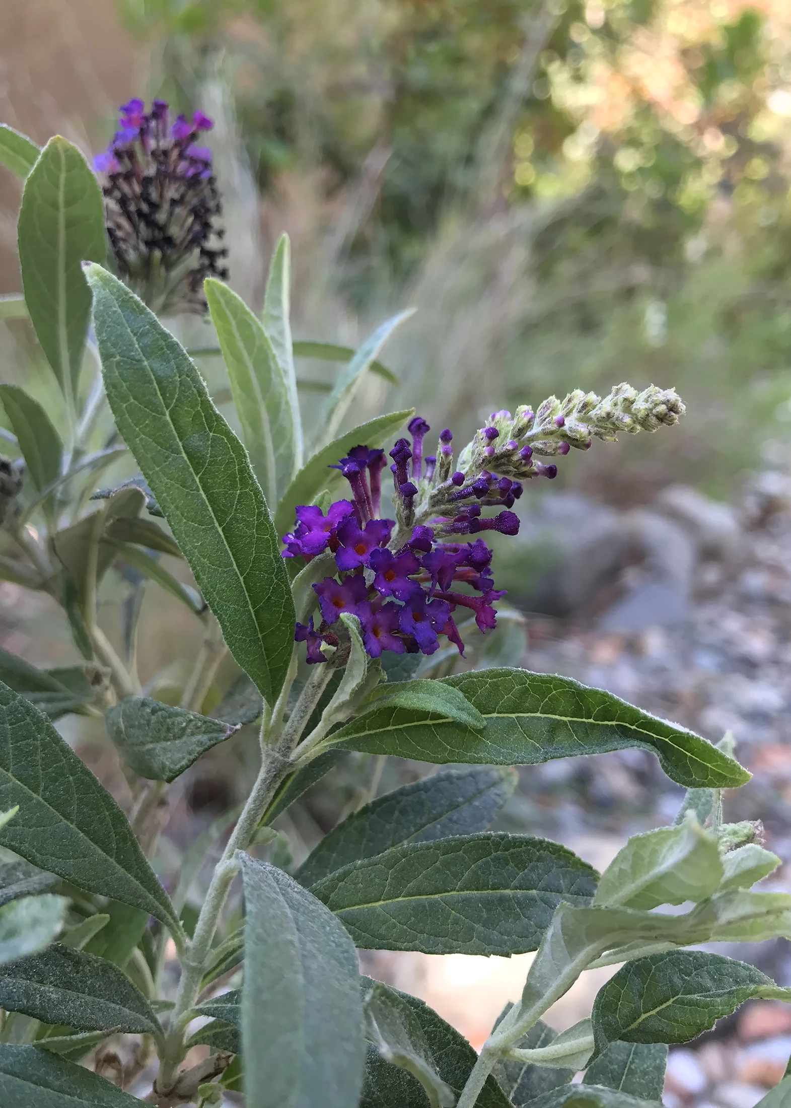 Sparkler® Purple Petite Butterfly Bush 5 Sparkler® Purple Petite Butterfly Bush