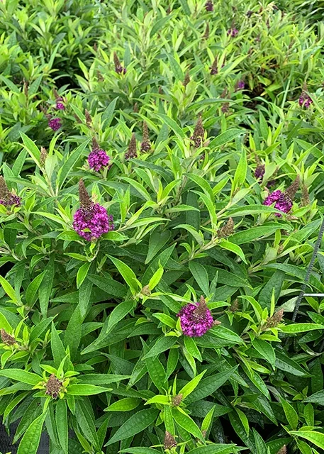 Sparkler® Purple Petite Butterfly Bush 2 Sparkler® Purple Petite Butterfly Bush