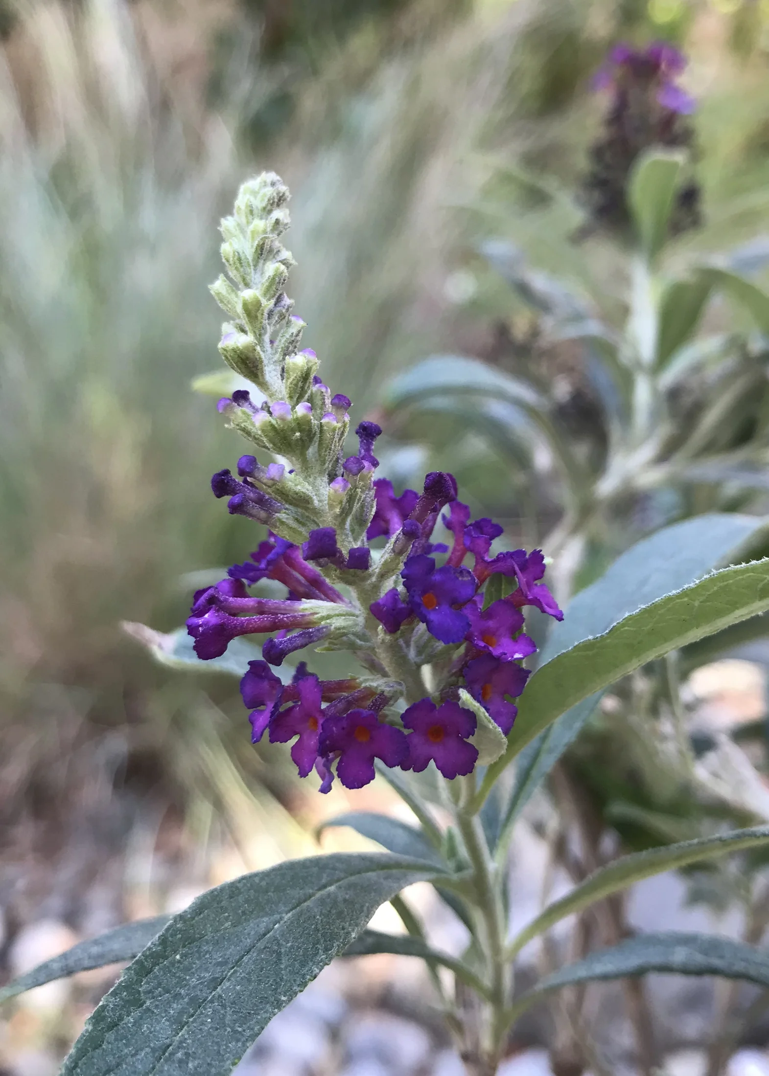 Sparkler® Purple Petite Butterfly Bush 3 Sparkler® Purple Petite Butterfly Bush